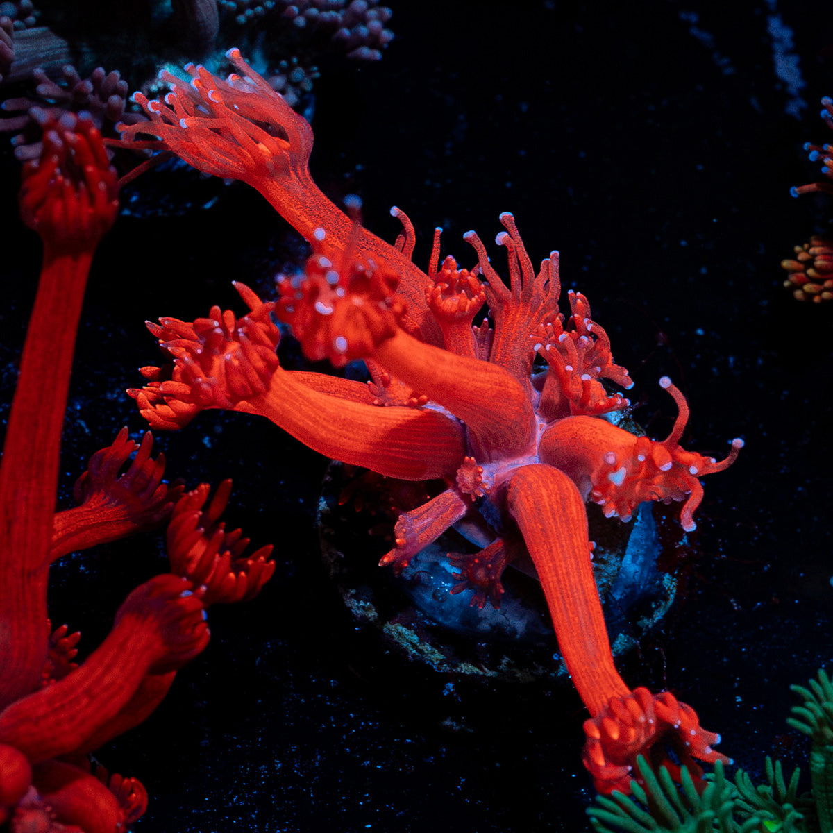 Arctic Blast Goniopora Coral with flower-like polyps in reef aquarium