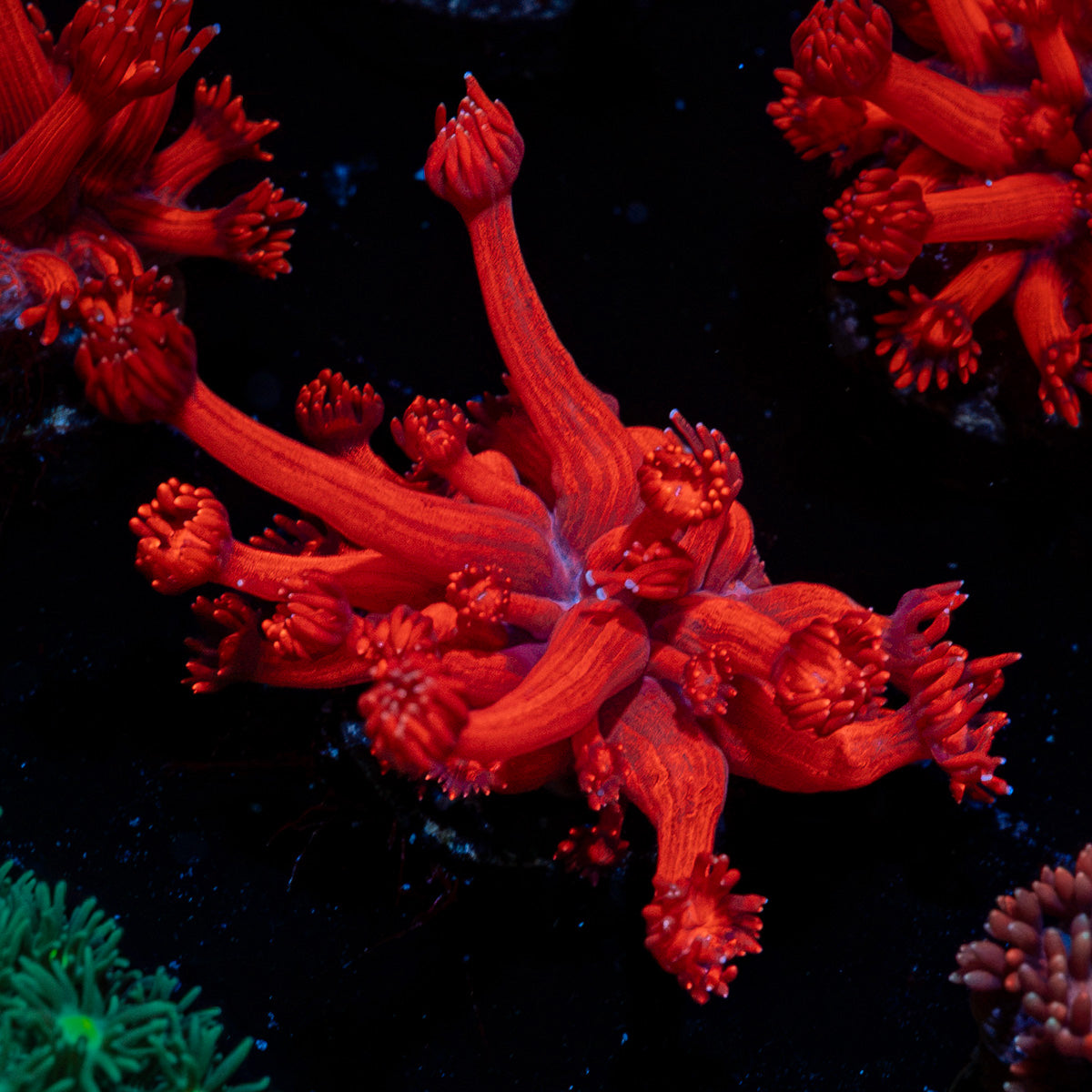 Red Bull Goniopora Coral with flower-like polyps in reef aquarium