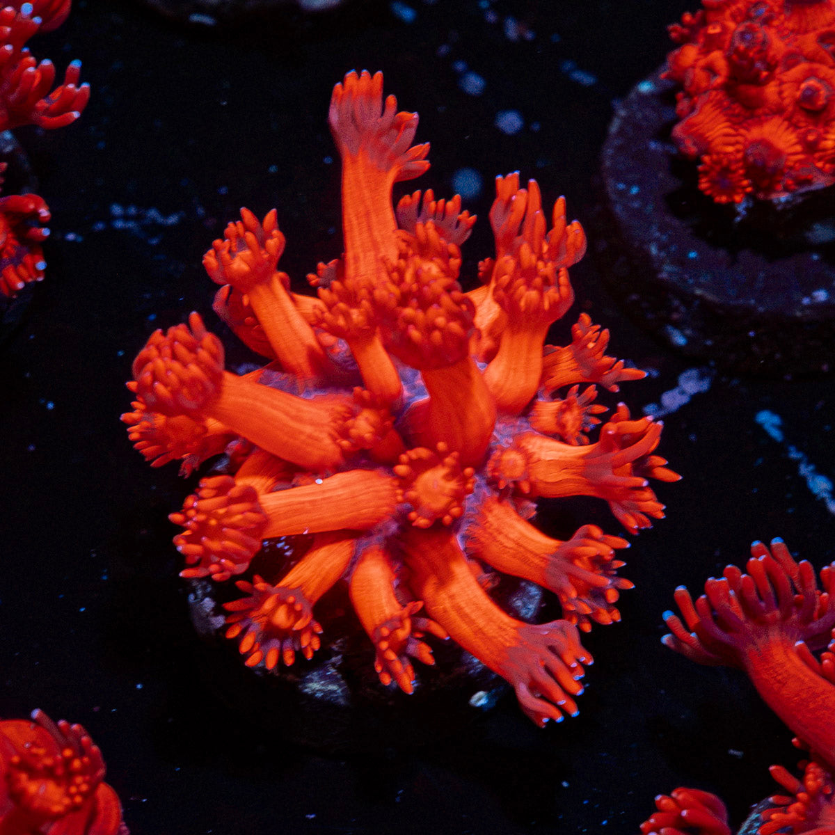 Red Bull Goniopora Coral with flower-like polyps in reef aquarium