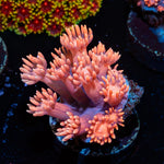 Iron Man Goniopora Coral with flower-like polyps in reef aquarium