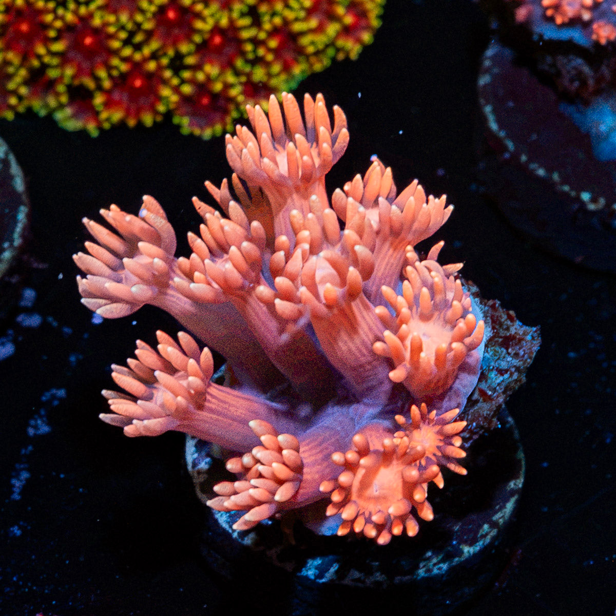 Iron Man Goniopora Coral with flower-like polyps in reef aquarium