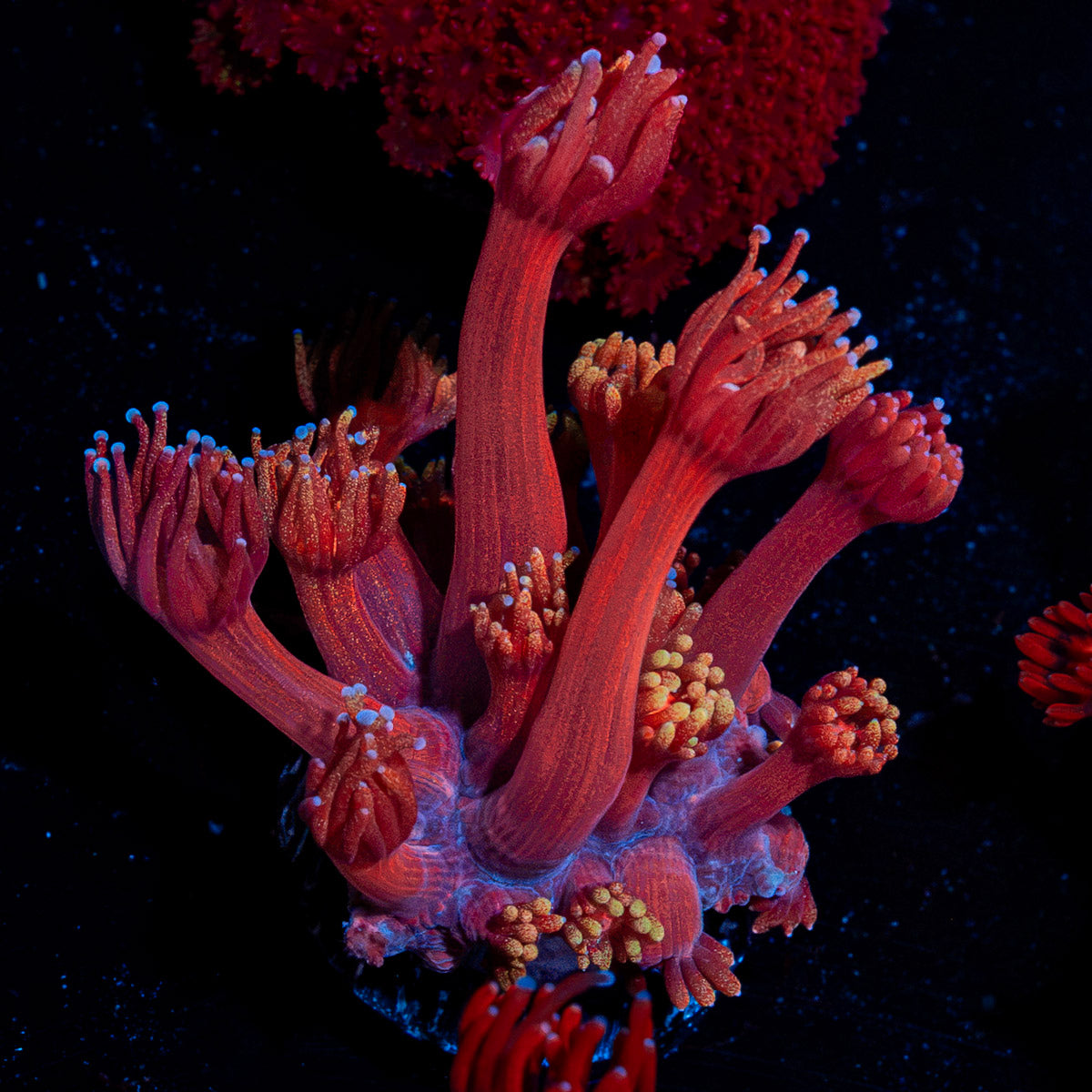 Iron Bandit Goniopora coral with flower-like polyps in reef aquarium