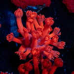Arctic Blast Goniopora Coral with flower-like polyps in reef aquarium