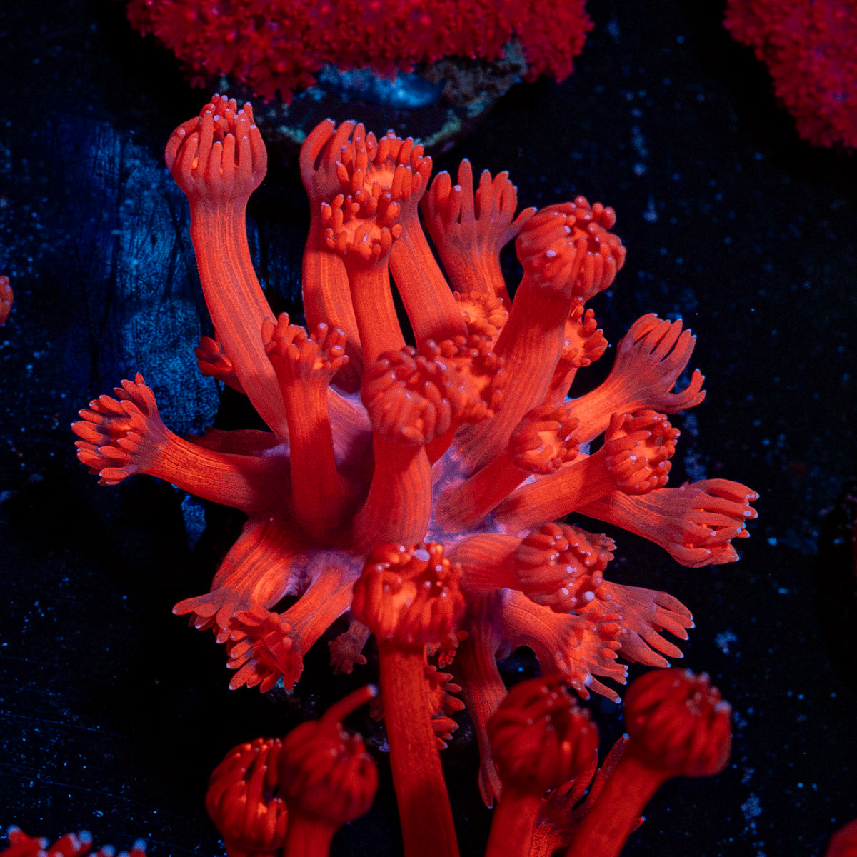 Arctic Blast Goniopora Coral with flower-like polyps in reef aquarium
