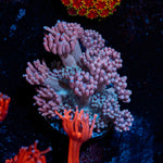 Purple Haze Goniopora Coral with flower-like polyps in reef aquarium