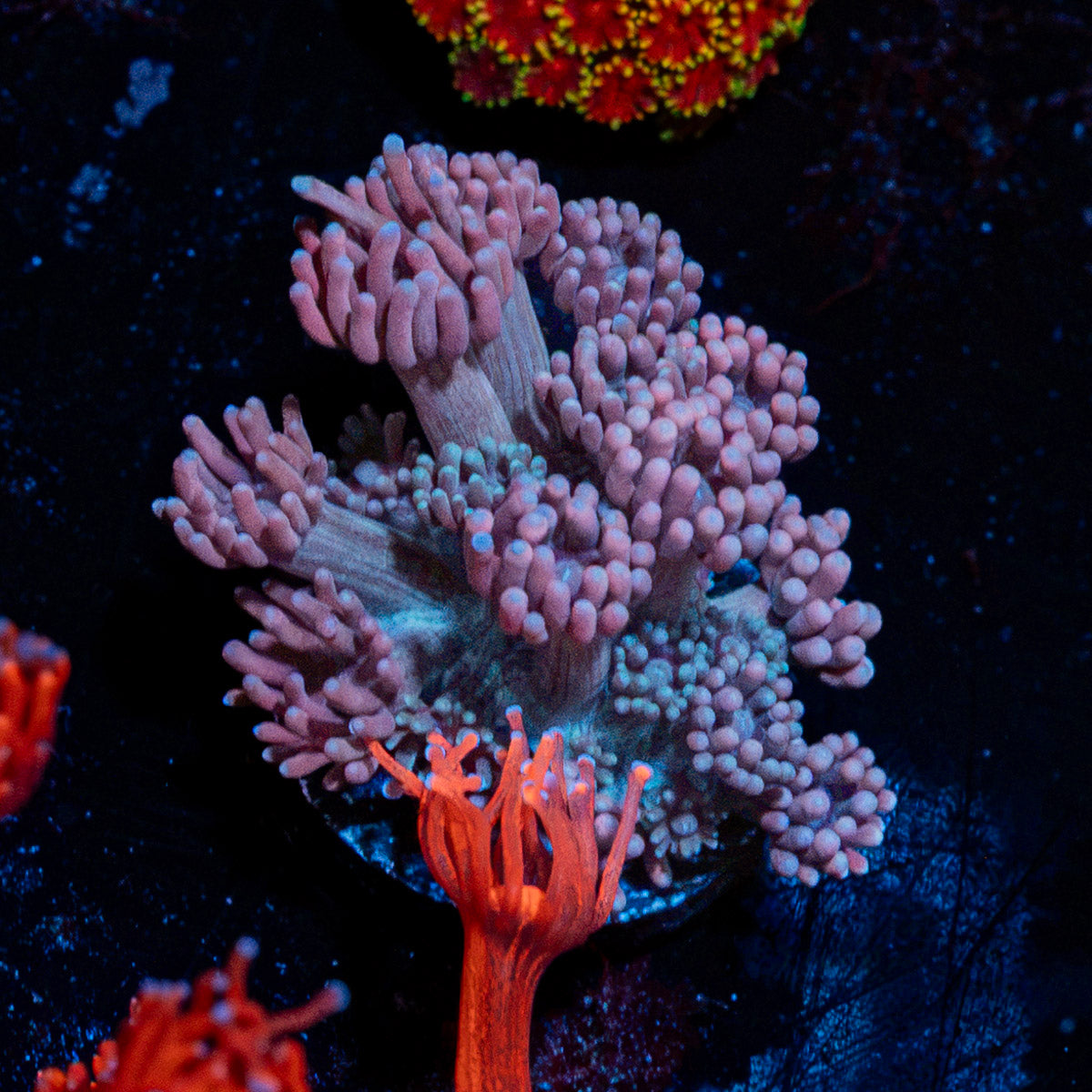 Purple Haze Goniopora Coral with flower-like polyps in reef aquarium