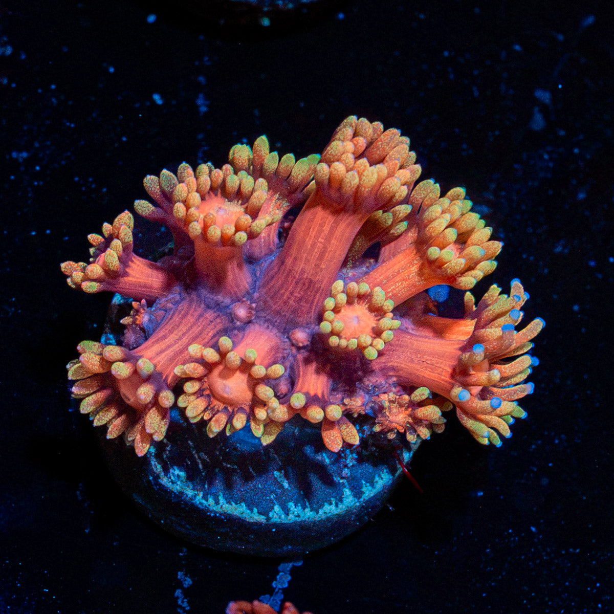 Iron Man Goniopora Coral with flower-like polyps in reef aquarium