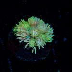 Lovers Goniopora Coral with flower-like polyps in reef aquarium