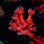 Arctic Blast Goniopora Coral with flower-like polyps in reef aquarium