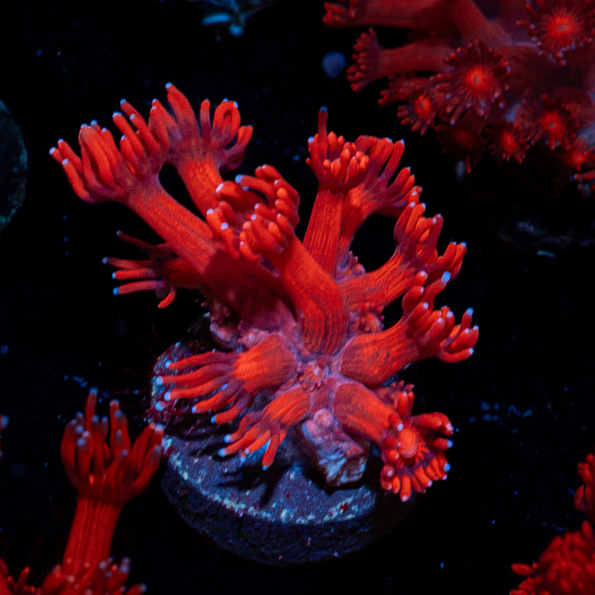 Arctic Blast Goniopora Coral with flower-like polyps in reef aquarium