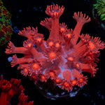 Arctic Blast Goniopora Coral with flower-like polyps in reef aquarium