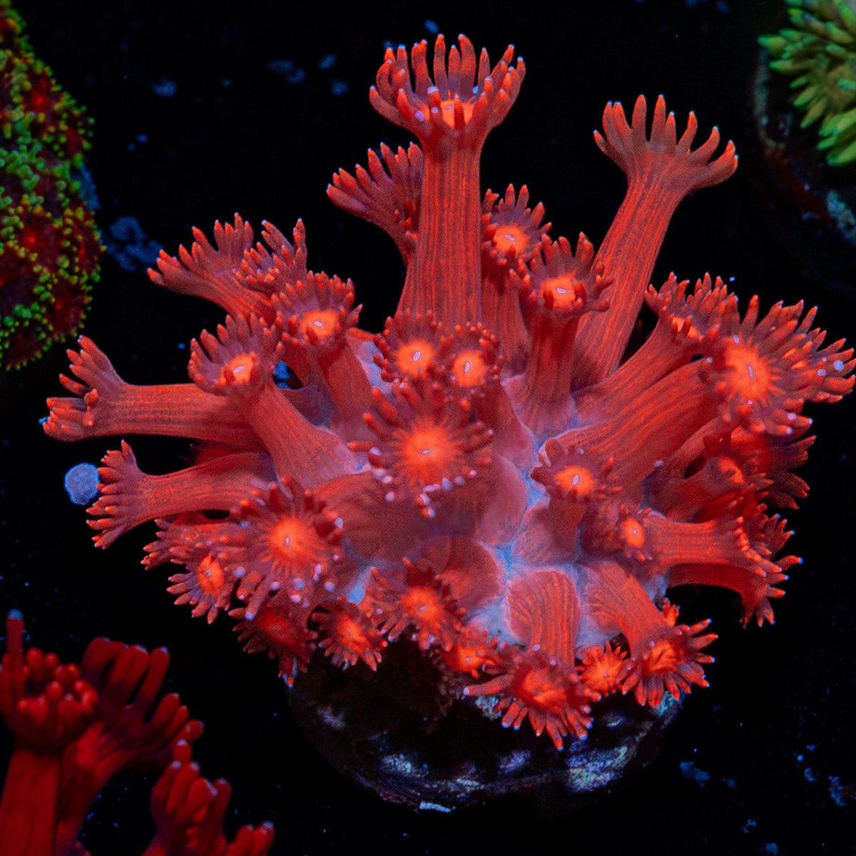 Arctic Blast Goniopora Coral with flower-like polyps in reef aquarium