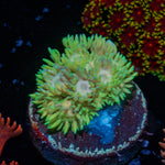 Lovers Goniopora Coral with flower-like polyps in reef aquarium