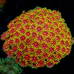 Rainbow Goniopora Coral with flower-like polyps in reef aquarium