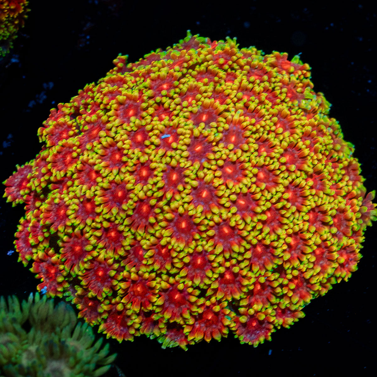 Rainbow Goniopora Coral with flower-like polyps in reef aquarium