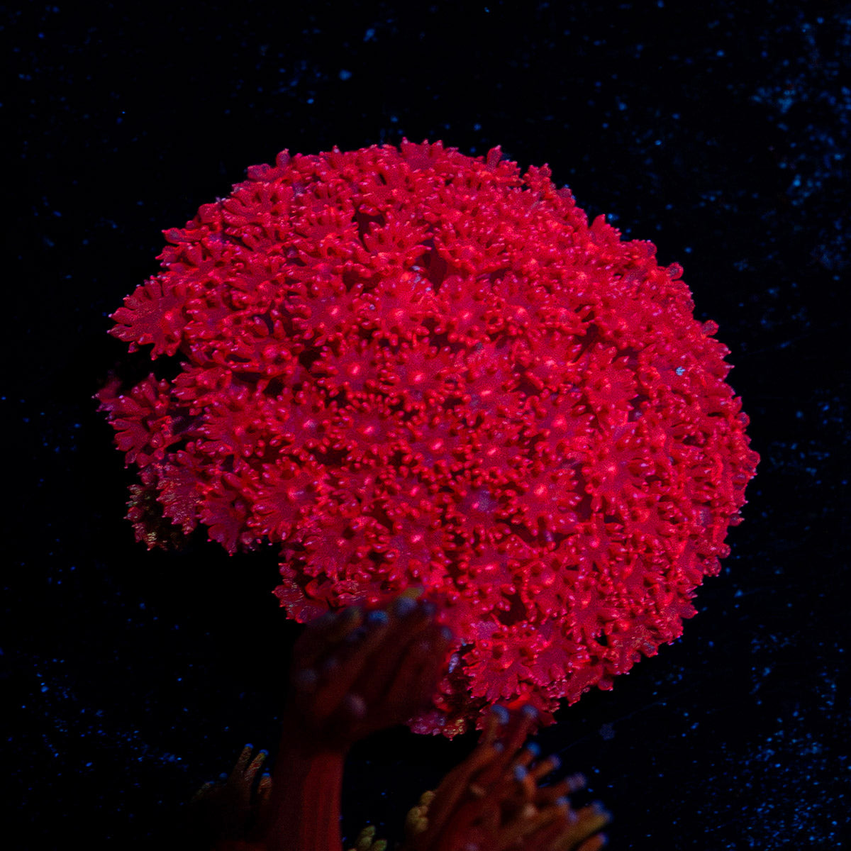 Ruby Red Micro Goniopora Coral with flower-like polyps in reef aquarium