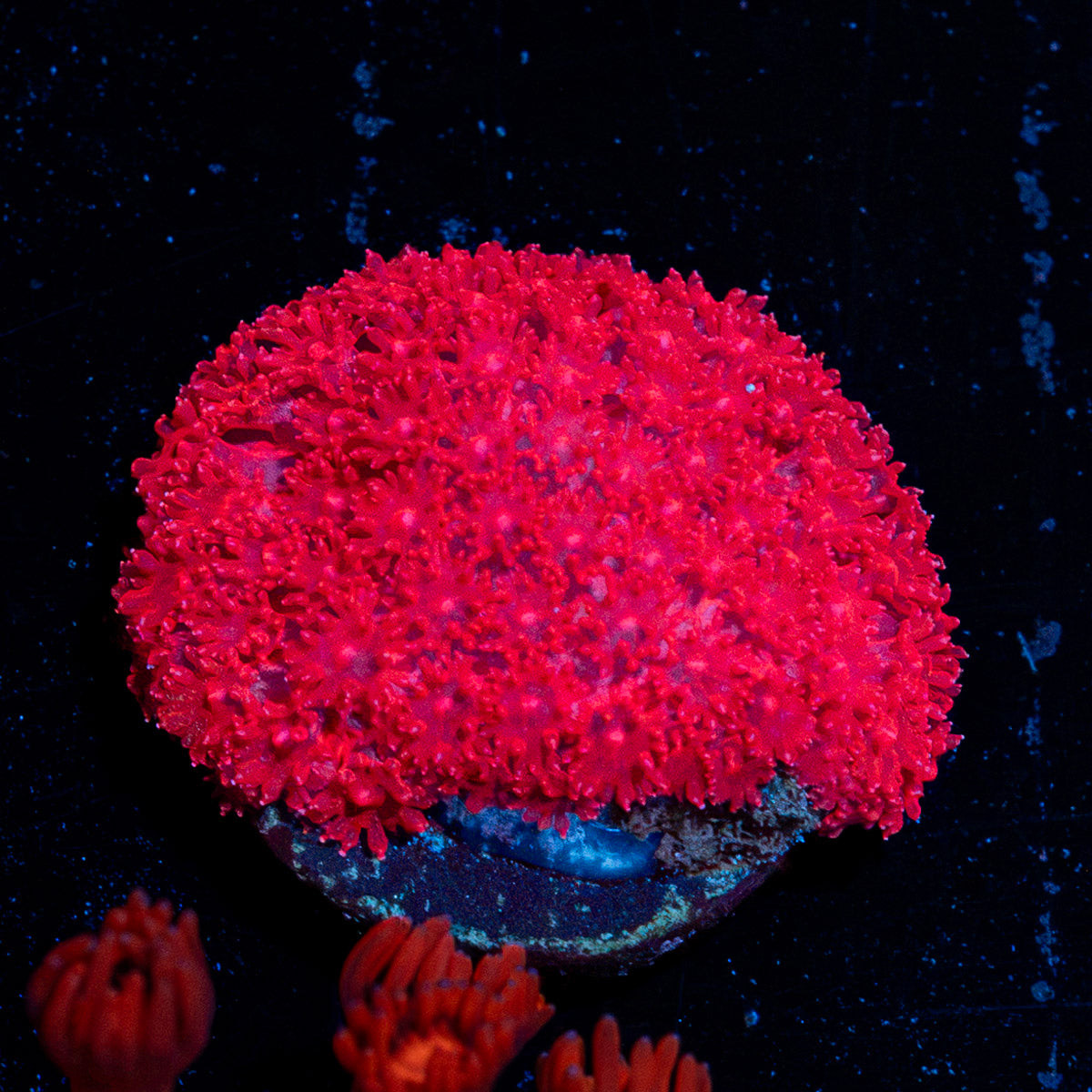 Ruby Red Micro Goniopora Coral with flower-like polyps in reef aquarium