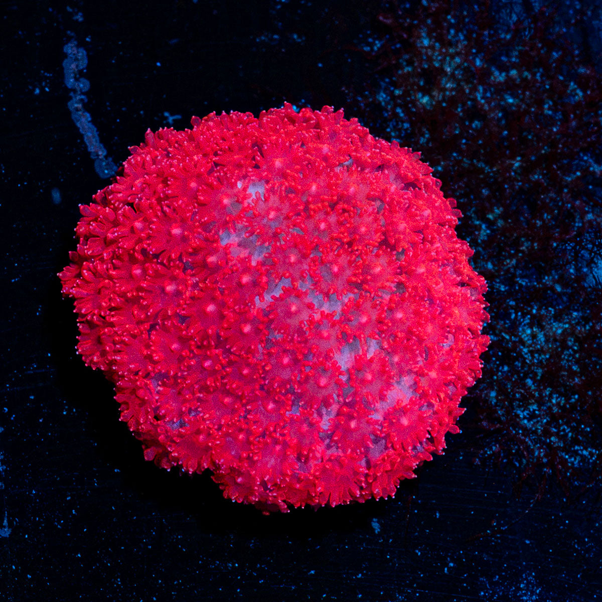 Ruby Red Micro Goniopora Coral with flower-like polyps in reef aquarium