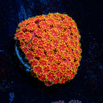 Rainbow Micro Goniopora Coral with flower-like polyps in reef aquarium