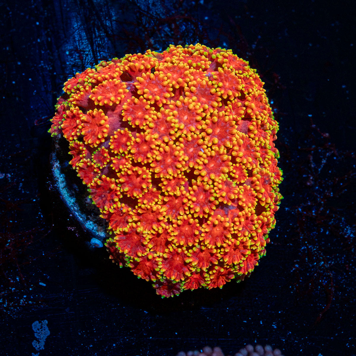 Rainbow Micro Goniopora Coral with flower-like polyps in reef aquarium