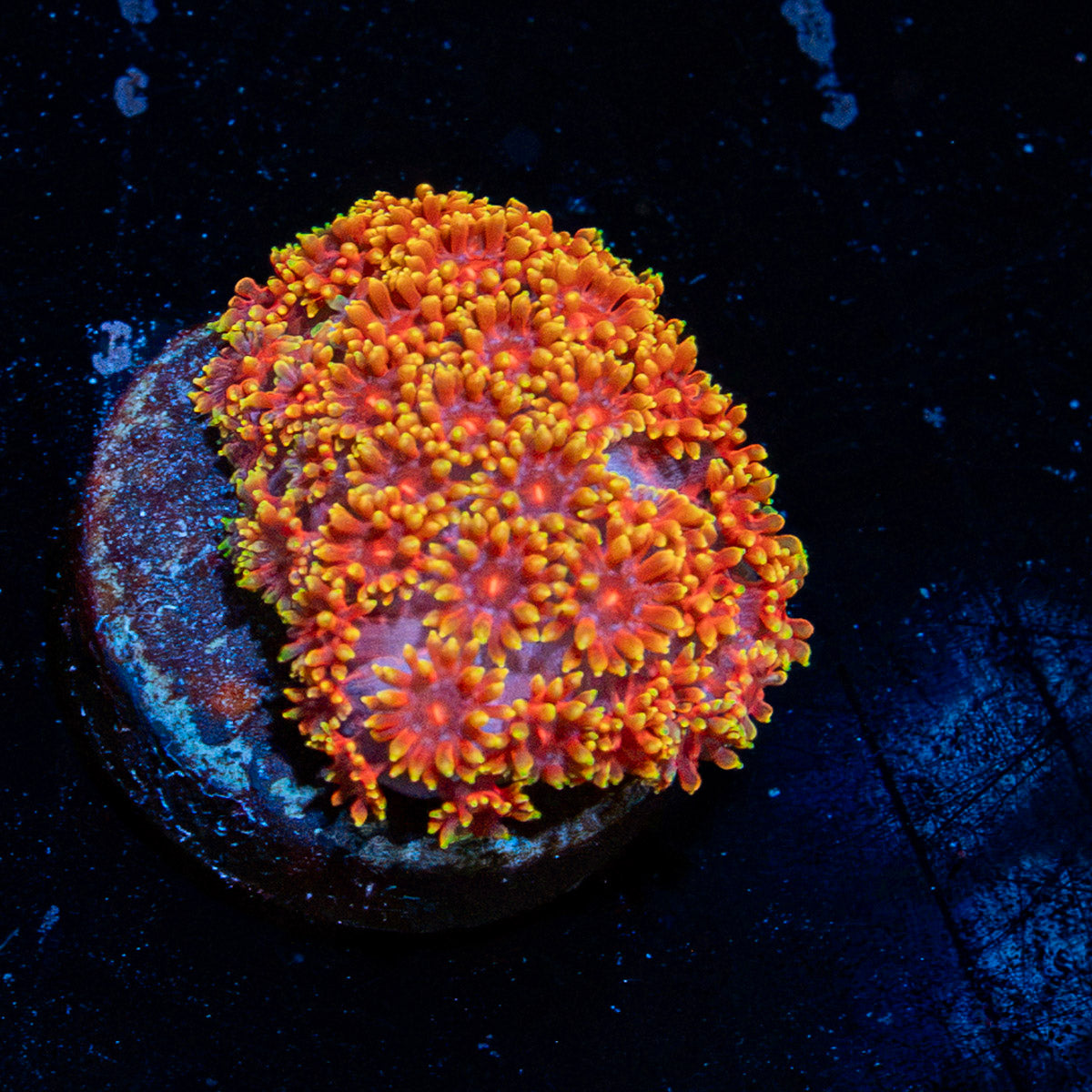 Rainbow Micro Goniopora Coral with flower-like polyps in reef aquarium