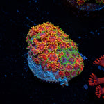 Rainbow Micro Goniopora Coral with flower-like polyps in reef aquarium