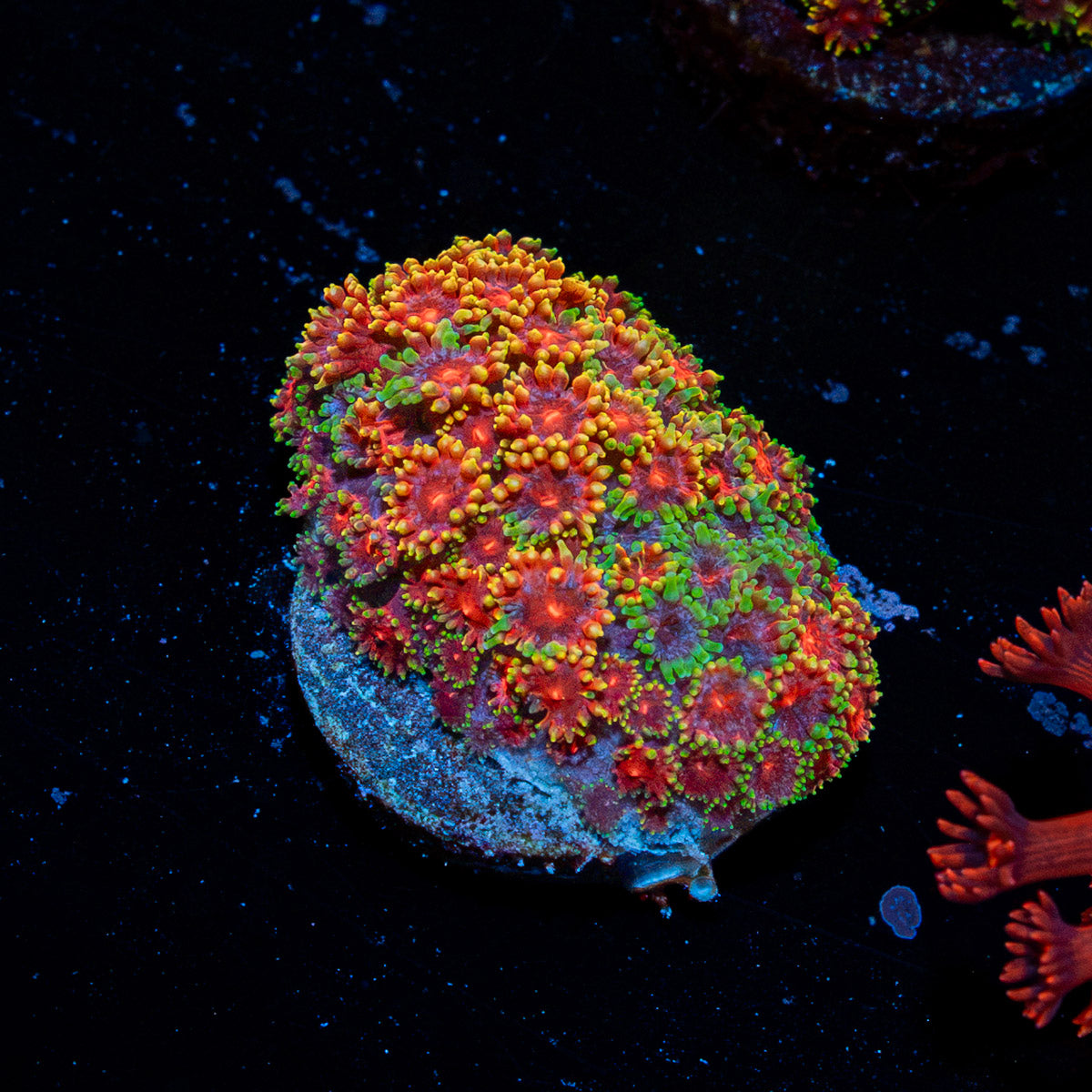Rainbow Micro Goniopora Coral with flower-like polyps in reef aquarium