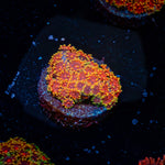 Rainbow Micro Goniopora Coral with flower-like polyps in reef aquarium