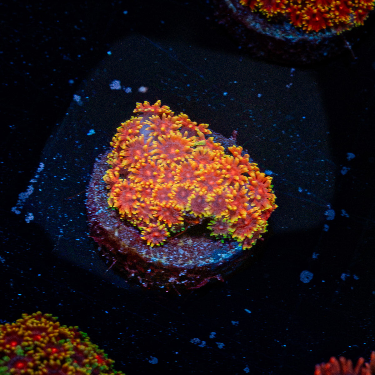 Rainbow Micro Goniopora Coral with flower-like polyps in reef aquarium