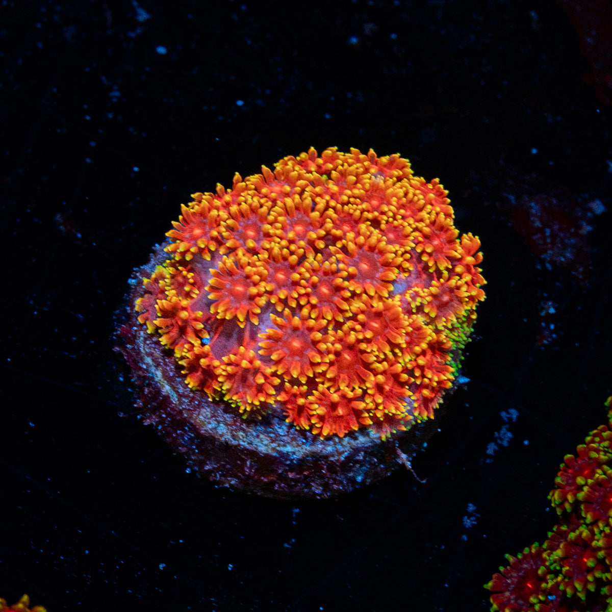 Rainbow Micro Goniopora Coral with flower-like polyps in reef aquarium