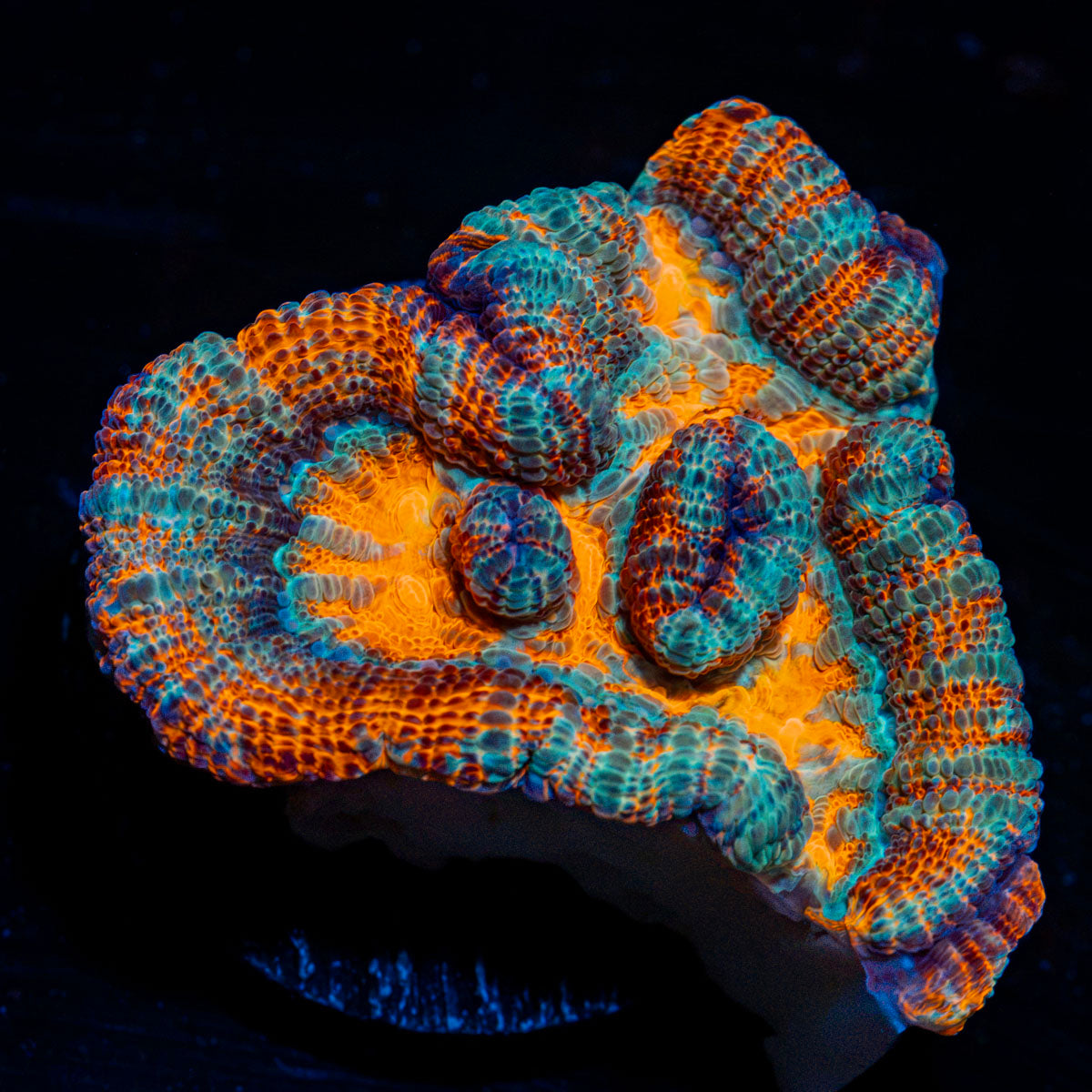 Tsunami Wilsoni Coral with fleshy open polyp in reef aquarium