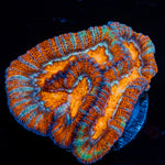 Tsunami Wilsoni Coral with fleshy open polyp in reef aquarium
