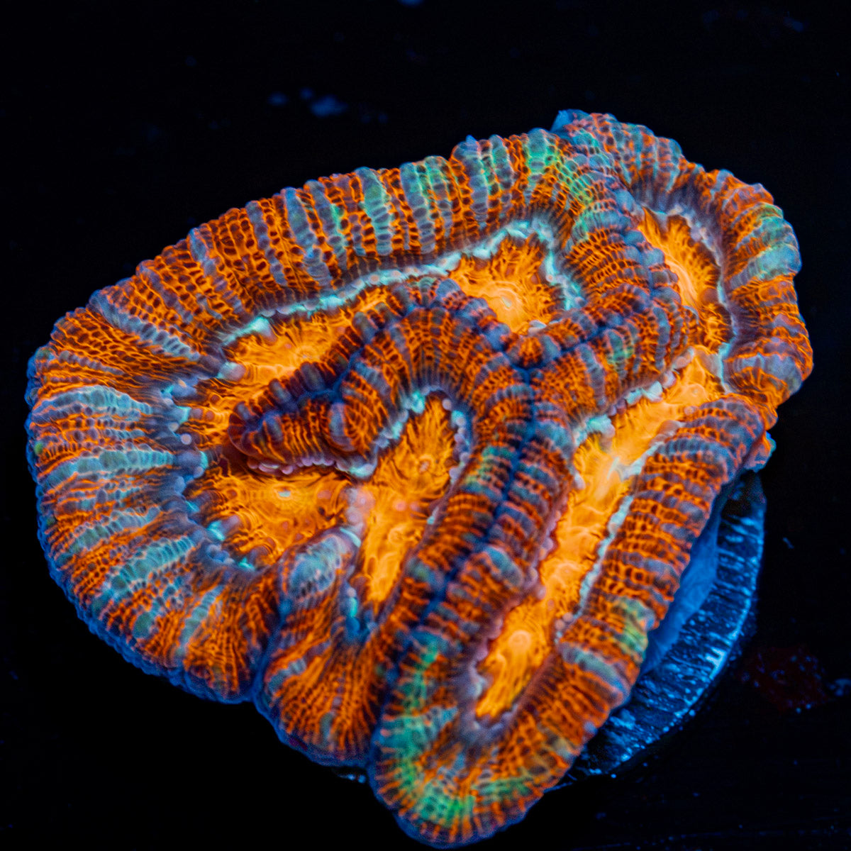 Tsunami Wilsoni Coral with fleshy open polyp in reef aquarium