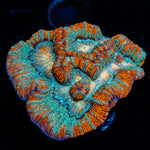 Tsunami Wilsoni Coral with fleshy open polyp in reef aquarium