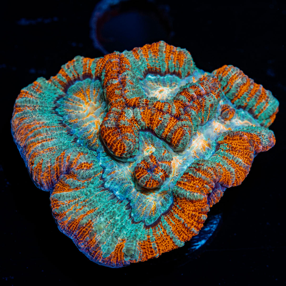 Tsunami Wilsoni Coral with fleshy open polyp in reef aquarium