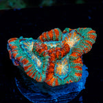 Tsunami Wilsoni Coral with fleshy open polyp in reef aquarium