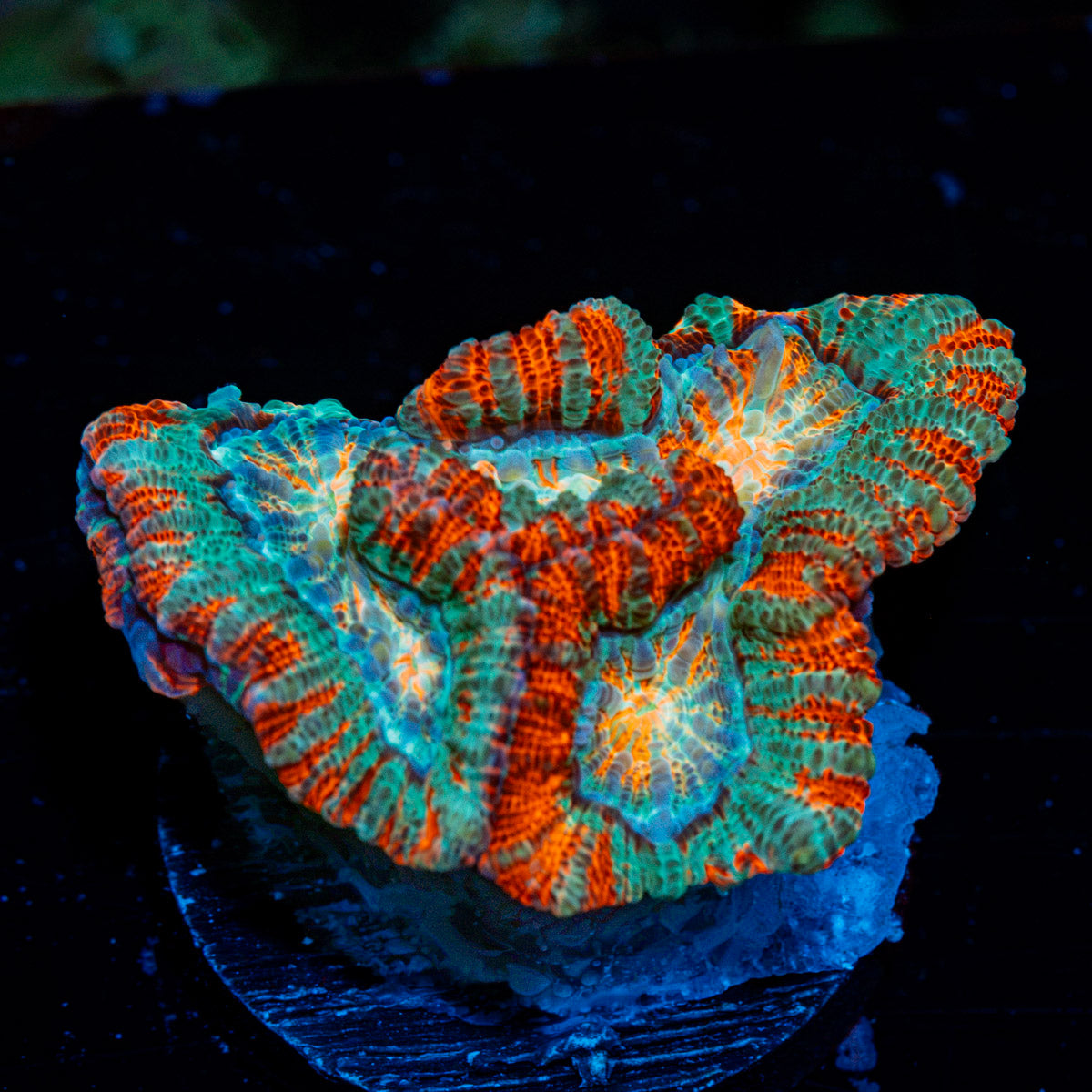 Tsunami Wilsoni Coral with fleshy open polyp in reef aquarium