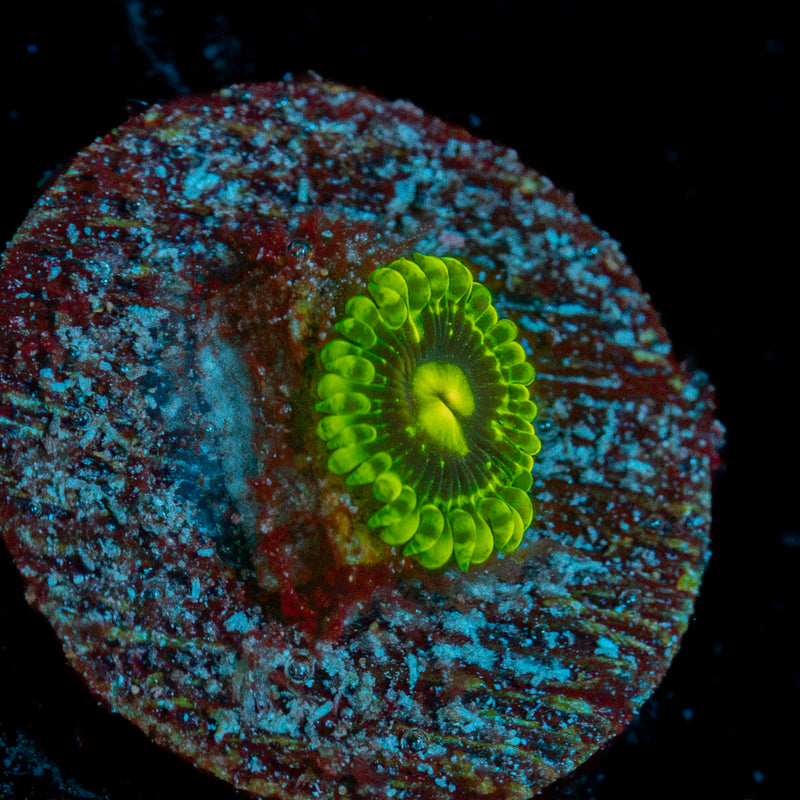 Emerald Maul Zoanthid Coral colony growth in reef aquarium