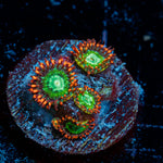 Valyrian Steel Zoanthid Coral colony growth in reef aquarium
