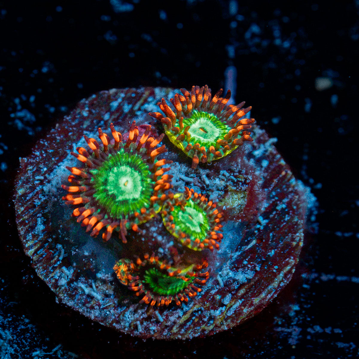 Valyrian Steel Zoanthid Coral colony growth in reef aquarium