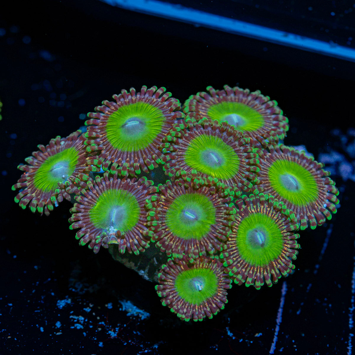 Candy Apple Green Zoanthid Coral colony growth in reef aquarium