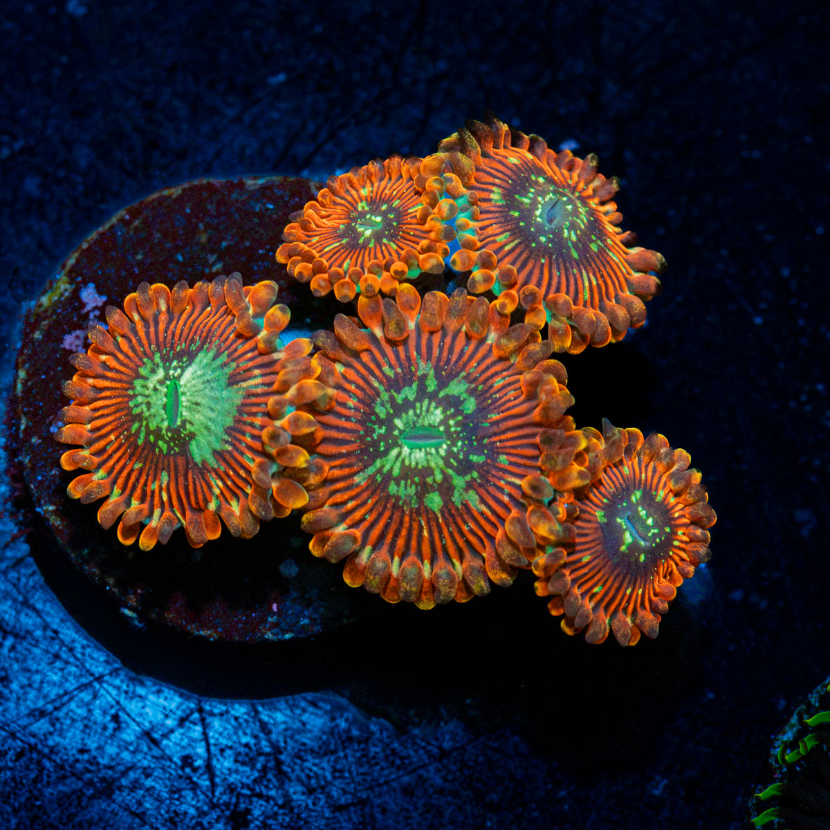 Dark Magician Zoanthid Coral colony growth in reef aquarium