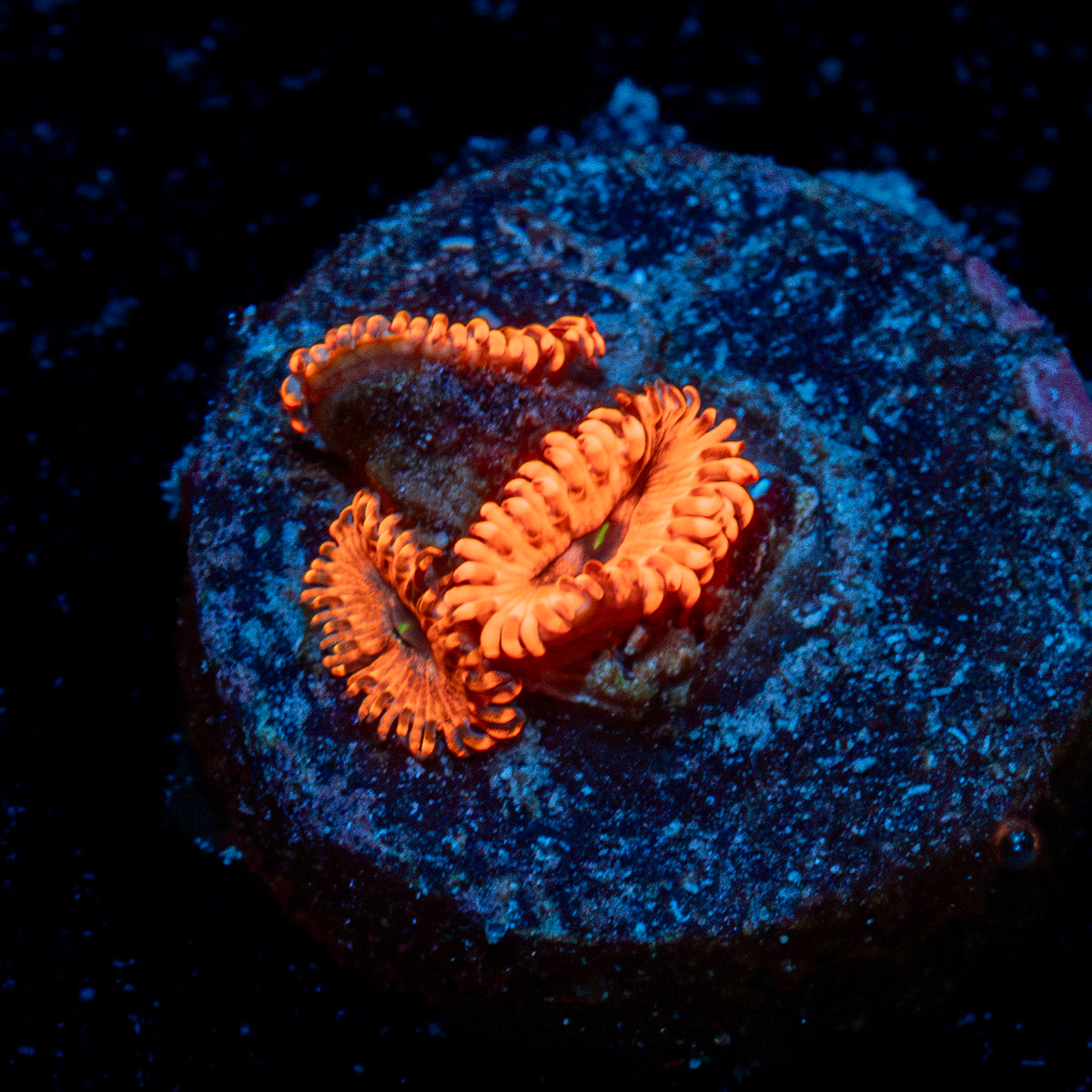 Utter Chaos Zoanthid Coral colony growth in reef aquarium