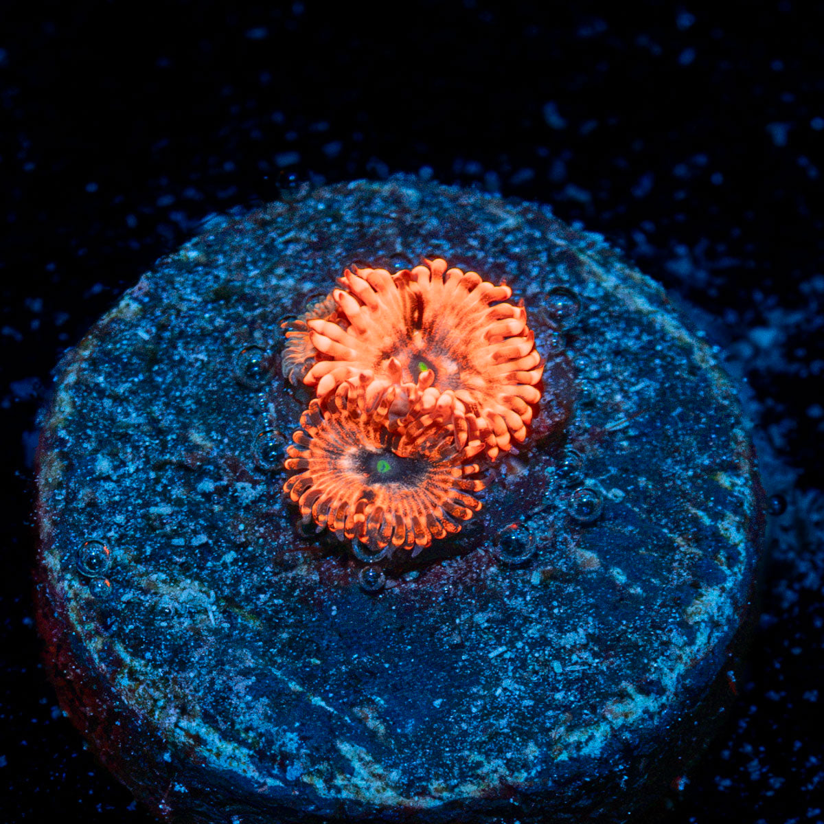 Utter Chaos Zoanthid Coral with colony growth in reef aquarium