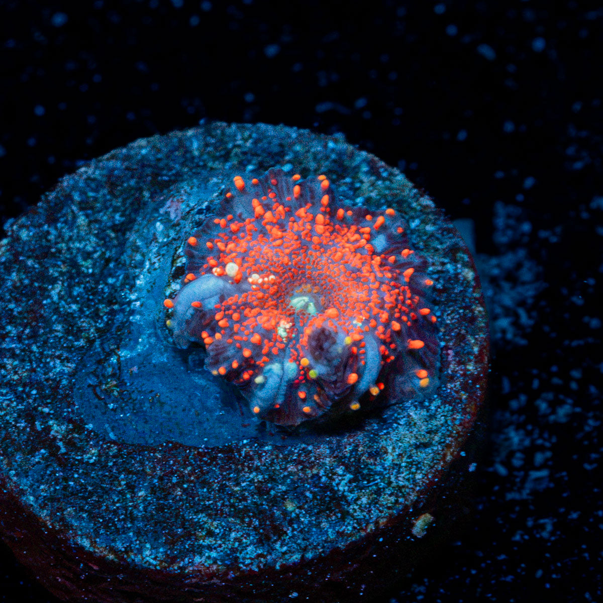 Cheesecake Mushroom Coral with distinctive mushroom disc in reef aquarium