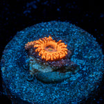 Cheesecake Mushroom Coral with distinctive mushroom disc in reef aquarium
