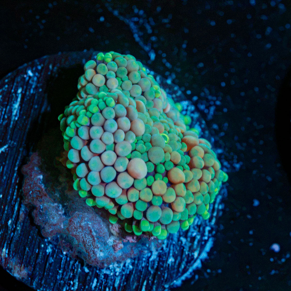Multicolor FL Ricordea Mushroom Coral with mushroom disc in reef aquarium