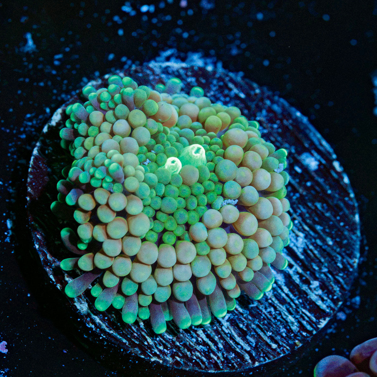 Multicolor FL Ricordea Mushroom Coral with mushroom disc in reef aquarium