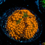 Orange FL Ricordea Mushroom Coral with mushroom disc in reef aquarium