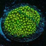 Green FL Ricordea Mushroom Coral with mushroom disc in reef aquarium